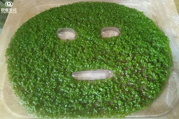 海藻面膜對(duì)于肌膚來(lái)說(shuō)有什么功效-歐泉生化